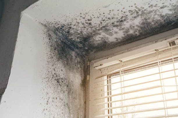 Trusted Commercial Mold Remediation service in Hickory Corners, MI - Cheap Mold Removal